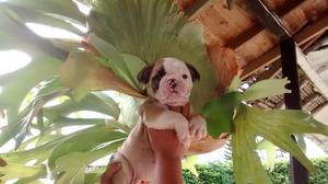 Venta de Bulldog Ingles