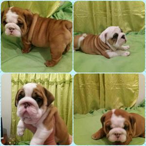 Venta de Bulldog Ingles