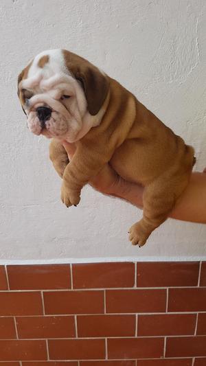 Venta de Bulldog Ingles