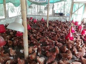 Venta de Gallinas Ponedoras