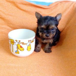 Yorkshire Terrier Yorky Macho Mini