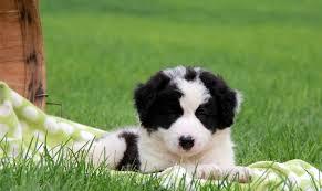 border collie