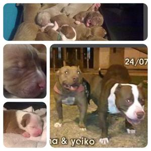 cachorros exelente genetica