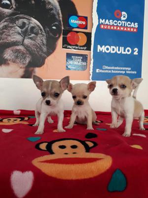 en Venta Cachorros Chihuahua Miniatuaras