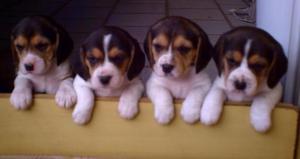 hermosos cachorros de raza beagles enanitos paticas cortas