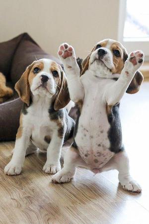 lindos cachorros beagles