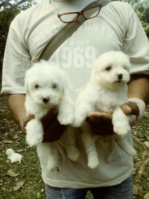 lindos perritos maltes