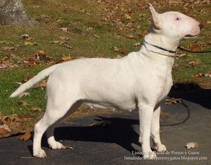 quiero adoptar un bull terrier