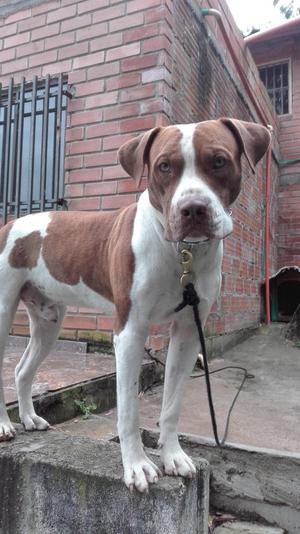 se da en adopción pitbull