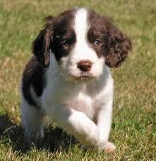 springer spaniel