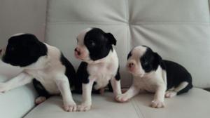 vendo hermosos boston terrier