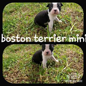 Ala Venta Bellos Cachorros Boston Terrie