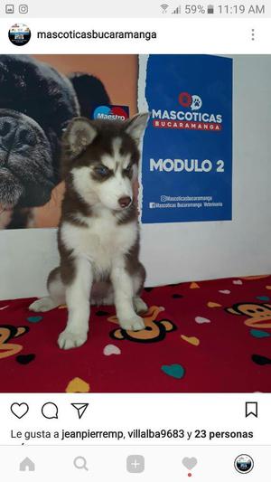 Alaska con Siberino en Venta