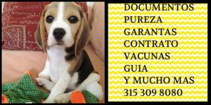 Beagle manto tricolor garantizado vacunado certificado
