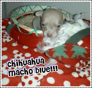 Blue!!!!chihuahua Macho For Salee Garant