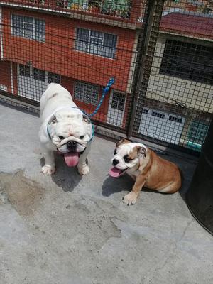 Bulldog Ingles Hembra Cachorrita