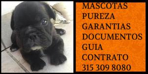 Bulldog french pureza manto negro vacunado certificado