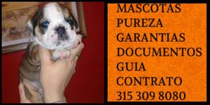 Bulldog ingles Manto fawn Garantizado vacunado certificado