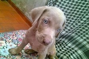 CACHORRROS WEIMARANER