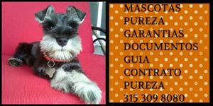 Cachorro Mini Schnauzer con documentos garantia vacunas