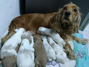 Cachorros Cocker