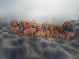 Cachorros Golden Retriever