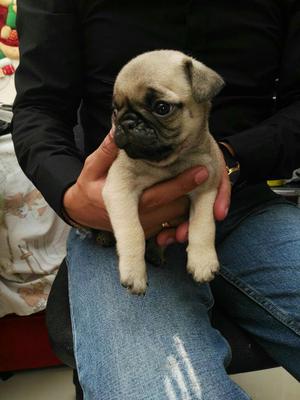 Cachorros Pug