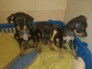 Cachorrospincher Miniatura en Venta