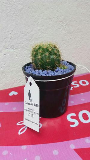Cactus Ecchinosis