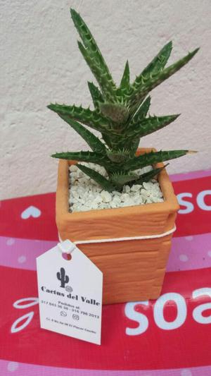 Cactus Minisábila
