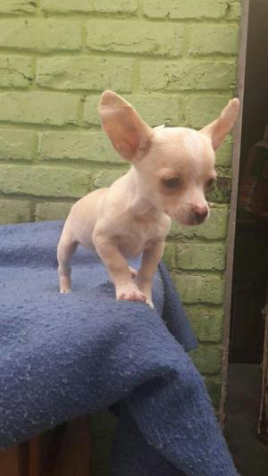 Chihuahua Macho 3 Meses