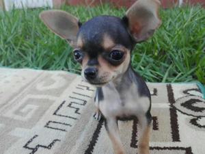 Chihuahua Miniatura Garantizada
