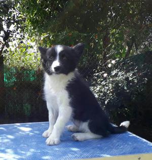 Criadero Emanuel Vende Border Collie