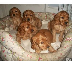 Dorados Cachorros Cocker Spaniel Hermosos