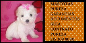 French poodle Mini Garantizado vacunado certificado Docs