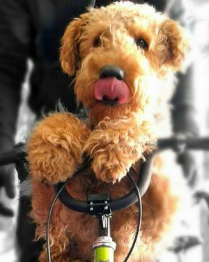 Hermosos Cachorros Airedale Terrier