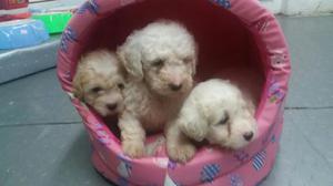 Hermosos Cachorros French Poodle