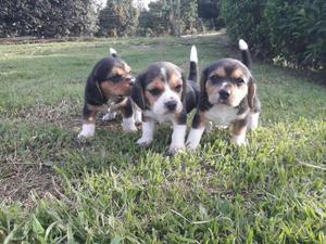 Hermosos Cachorros de Beagle
