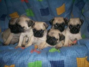 Hermosos Pug en Venta