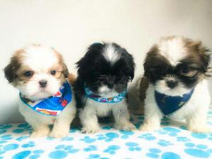 Hermosísimo Machitos Shih Tzu