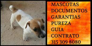 Jack mini cachorro terrier vacunas documentos garantia
