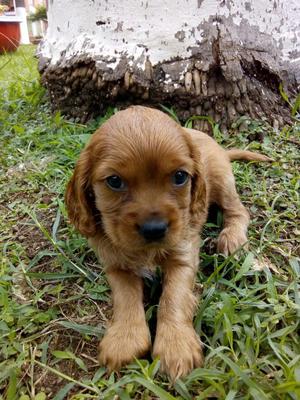 Kokcer Spaniel