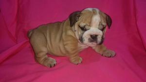 Lindos Cachorros Bulldog Ingles