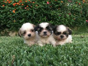 Lindos Shihtzu en Venta