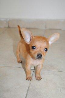 Maravillosos Pincher Chihuahua