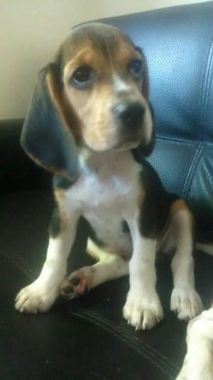 Perro Beagle