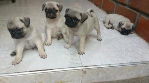 Perros Pug $400, 