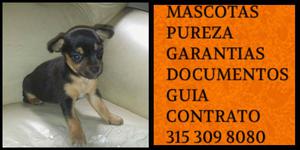 Pinscher mini cachorrito de raza vacunas pureza certificados