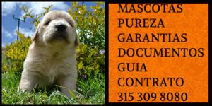 Precioso golden retriever cachorro garantizado certificado