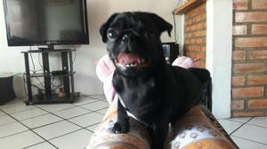 Pug Negro para Monta